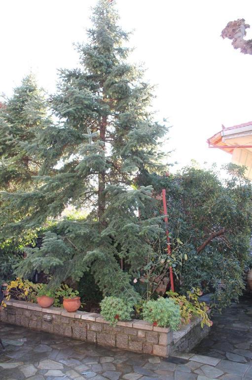 Guesthouse Karahalios Polydrosos Zewnętrze zdjęcie